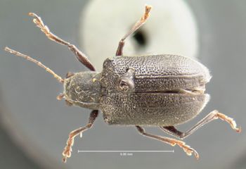 Media type: image; Entomology 9939   Aspect: habitus dorsal view